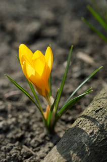 yellowflowerfromthedust2528dt20875082529