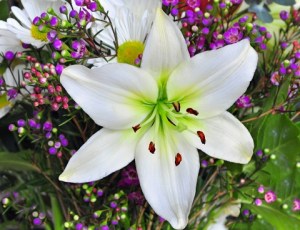 Easter Lily (DT 8087007)