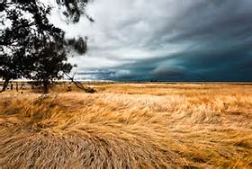 Wheat and Winds