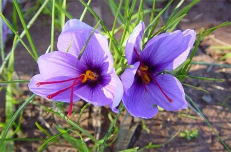 Crocus in the desert