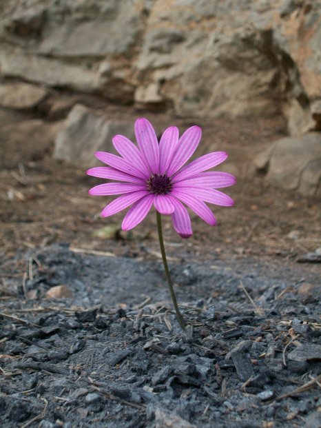 flower_ashes_by_dennisallendorf