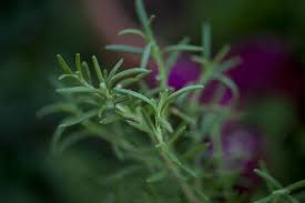 Rosemary